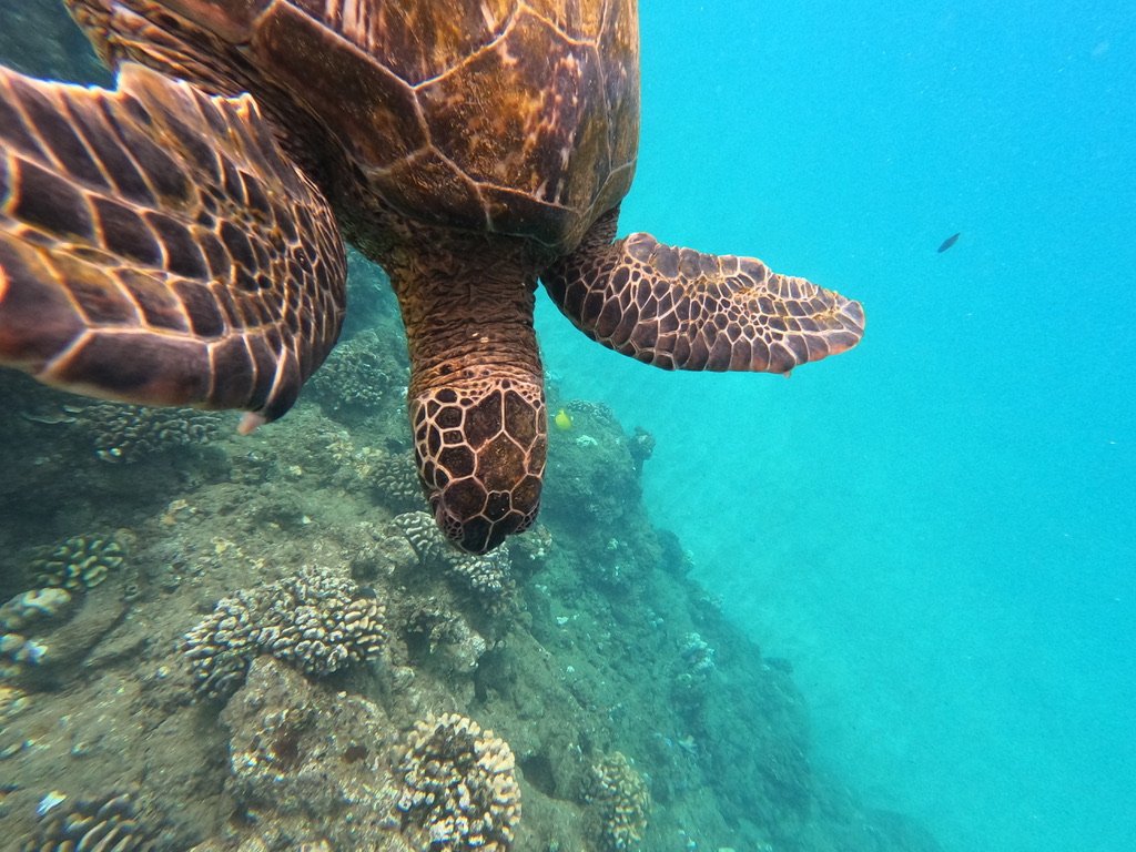 Green sea turtle — honu — gliding over the coral at Kahekili reef