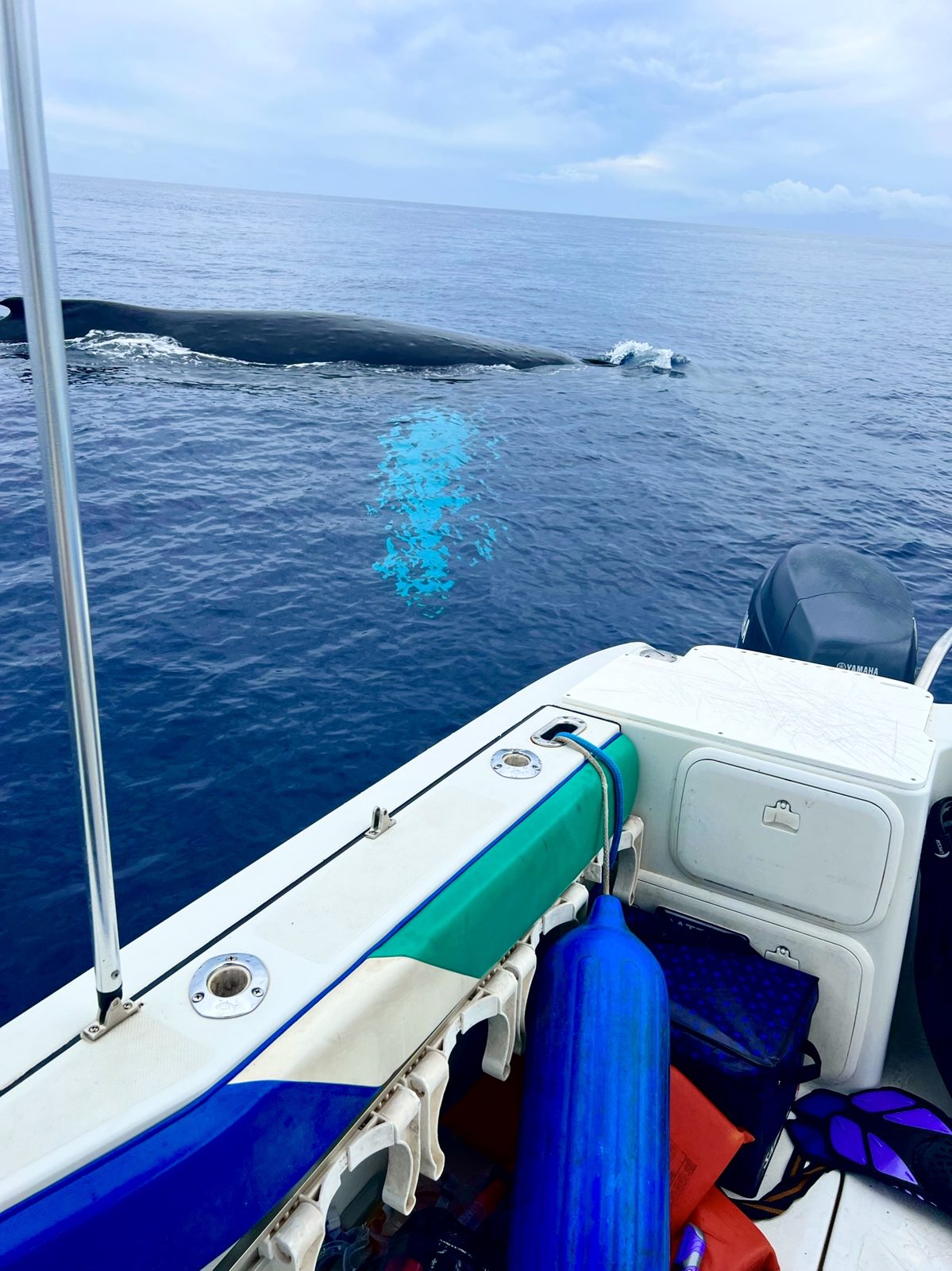 Humpback whale surfacing just off the rail of a small boat in the Maui channel